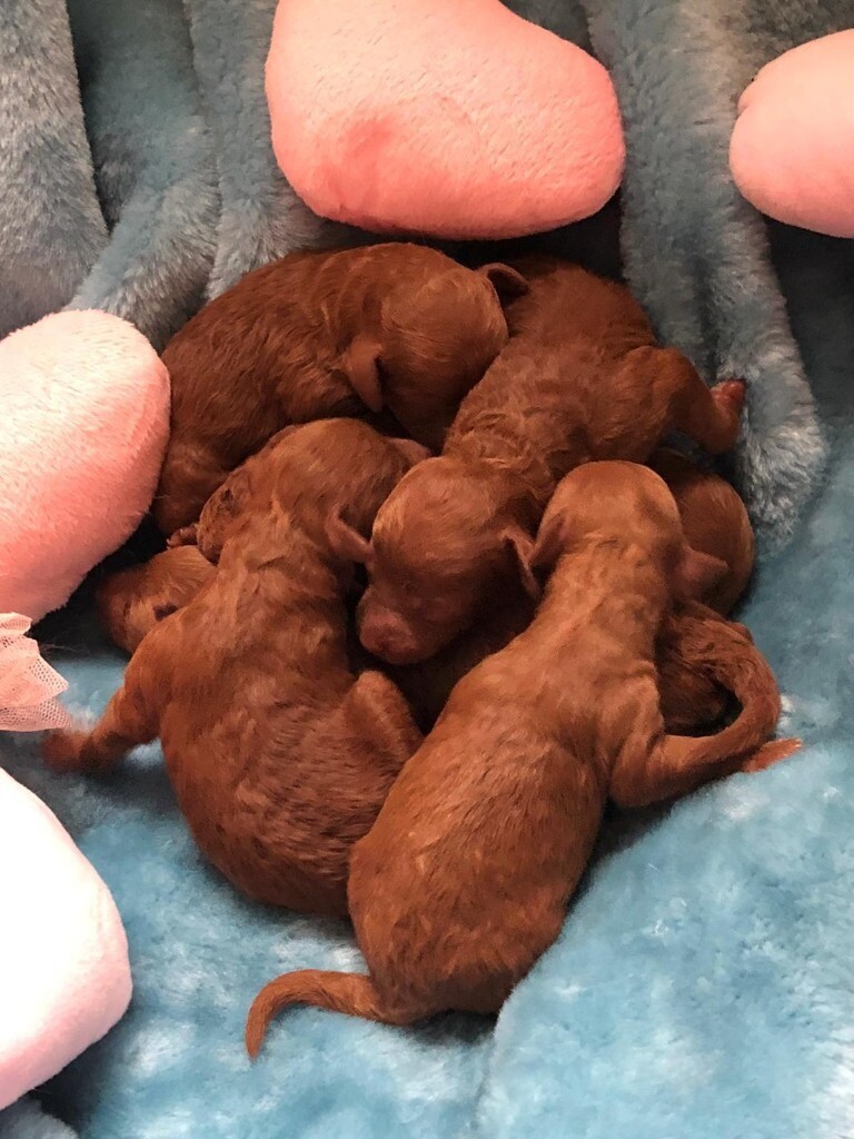 gumtree poodle puppies